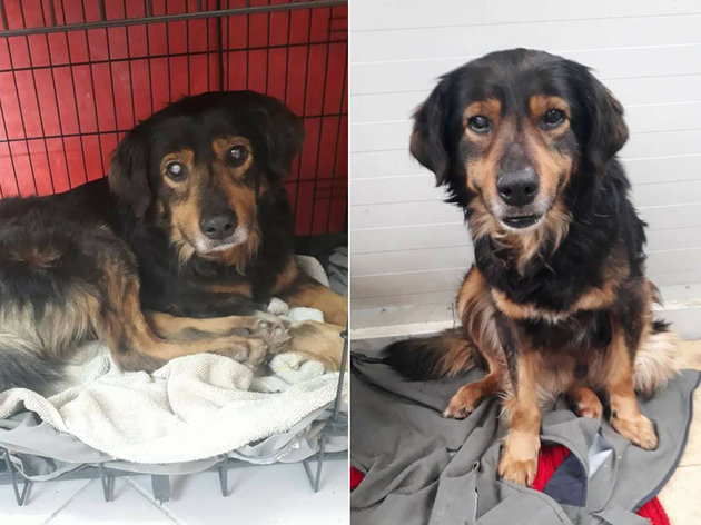 Tierkrankenschwester: "Ich rette blinde Hunde vor dem Tod"