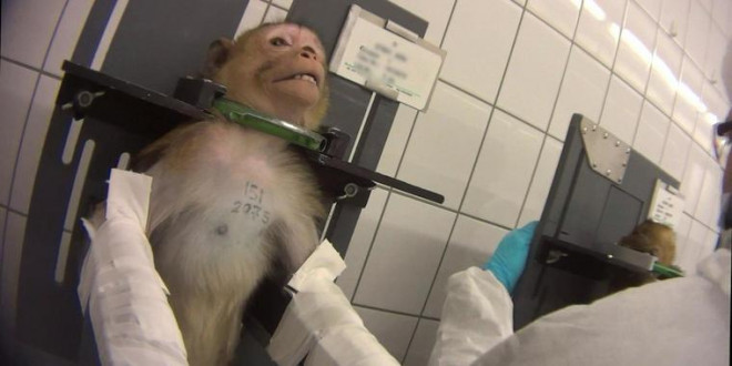 Tierquälerei in Niedersachsen: Steht das Skandal-Labor jetzt vor dem Aus?