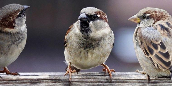 Wissenschaftler liefern Beweis: Vögel werden in Folge des Klimawandels immer kleiner